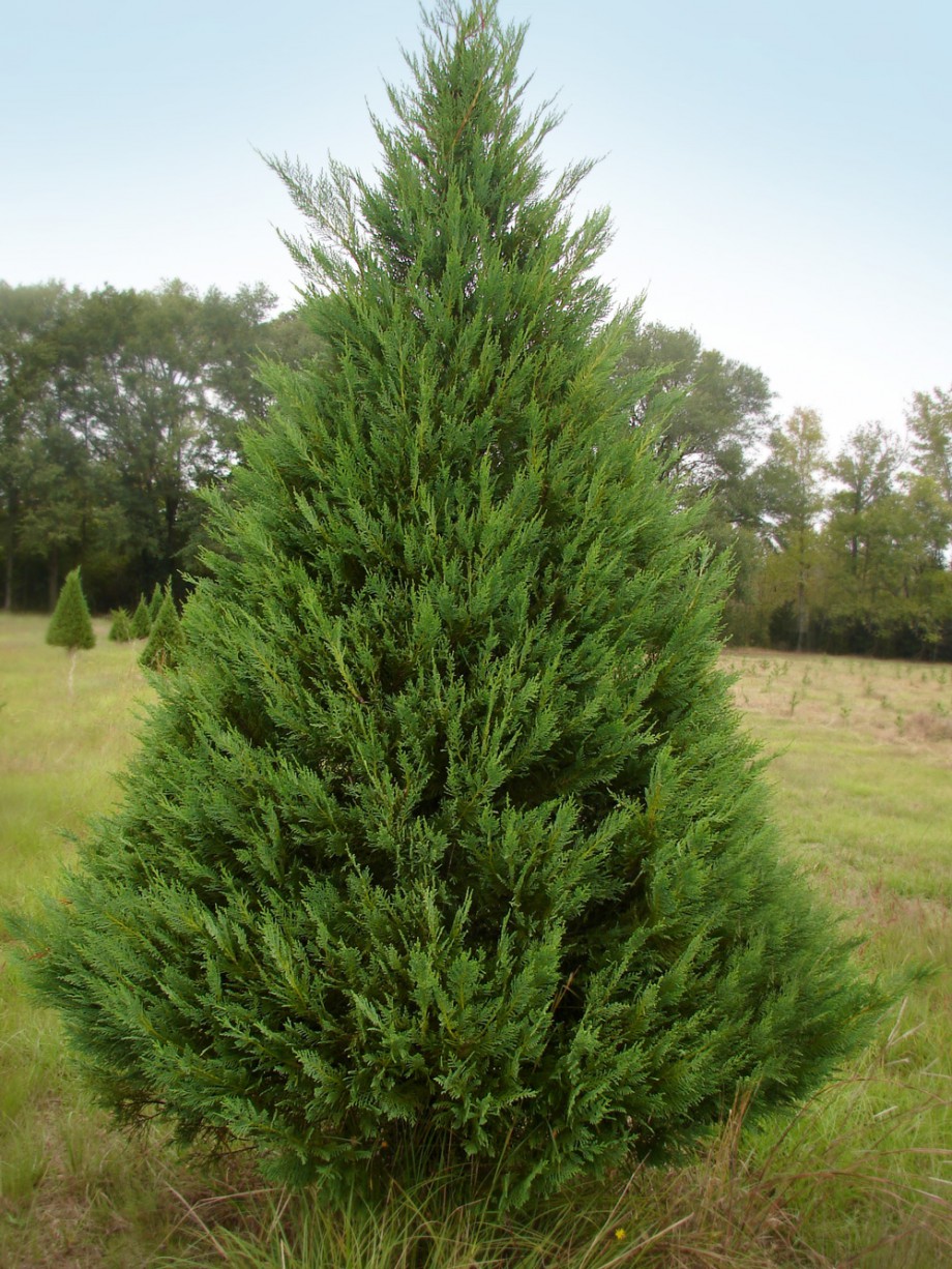 Choose & Cut Christmas Trees