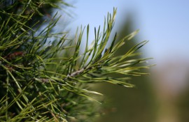 Learn about the growth and care of Christmas Trees.