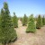 rows-of-pine-christmas-trees