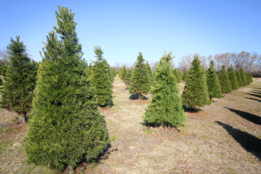 rows-of-pine-christmas-trees – Plantation Pines