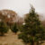 Plantation Pines Christmas Tree Farm