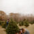 Plantation Pines Christmas Tree Farm